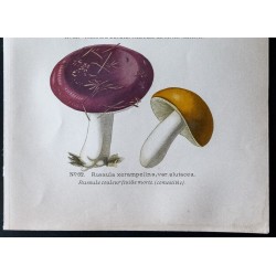 Gravure de 1891 - Champignons - Russule dorée, feuille morte ... - 3