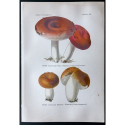 Gravure de 1891 - Champignons - Russule rouge ... - 1