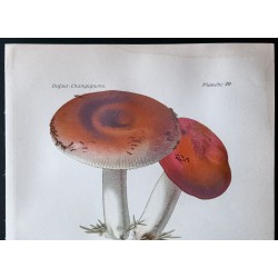 Gravure de 1891 - Champignons - Russule rouge ... - 2