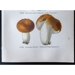 Gravure de 1891 - Champignons - Russule rouge ... - 3