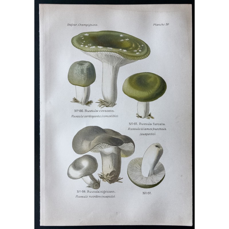 Gravure de 1891 - Champignons - Russule verdoyante ... - 1