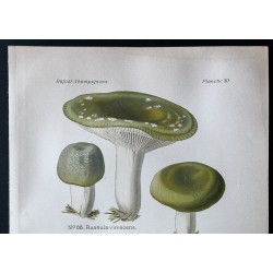 Gravure de 1891 - Champignons - Russule verdoyante ... - 2
