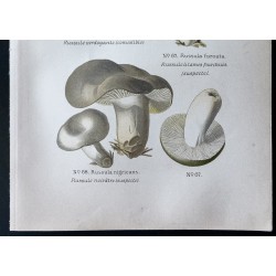 Gravure de 1891 - Champignons - Russule verdoyante ... - 3