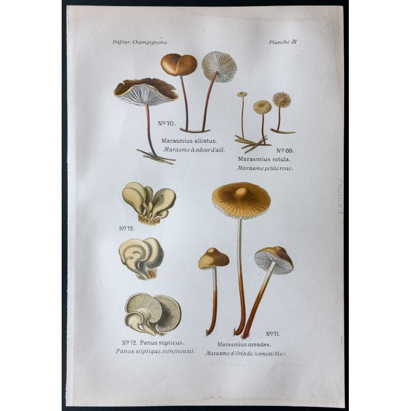 Gravure de 1891 - Champignons - Marasme à odeur d'ail ... - 1