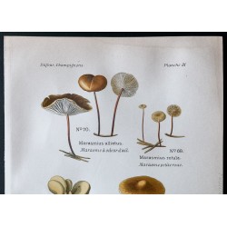 Gravure de 1891 - Champignons - Marasme à odeur d'ail ... - 2