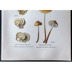 Gravure de 1891 - Champignons - Marasme à odeur d'ail ... - 3