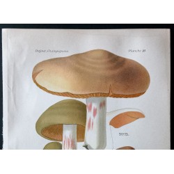 Gravure de 1891 - Champignons - Entolome en bouclier ... - 2