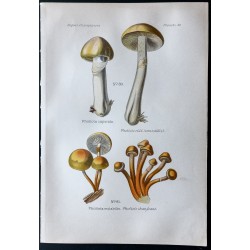 Gravure de 1891 - Champignons - Pholiota, Pholiote ... - 1