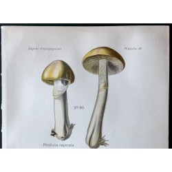 Gravure de 1891 - Champignons - Pholiota, Pholiote ... - 2