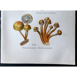 Gravure de 1891 - Champignons - Pholiota, Pholiote ... - 3