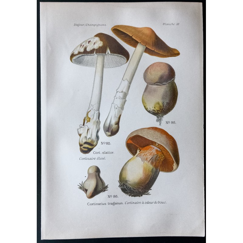 Gravure de 1891 - Champignons - Cortinaire à odeur de boue ... - 1