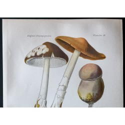 Gravure de 1891 - Champignons - Cortinaire à odeur de boue ... - 2