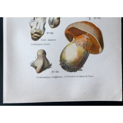 Gravure de 1891 - Champignons - Cortinaire à odeur de boue ... - 3