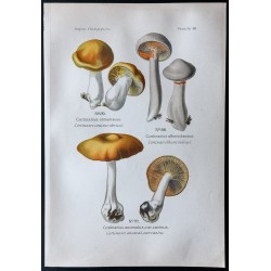 Gravure de 1891 - Champignons - Cortinaire abricot ... - 1