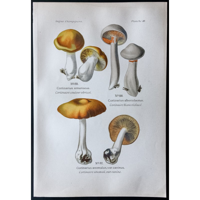 Gravure de 1891 - Champignons - Cortinaire abricot ... - 1