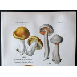 Gravure de 1891 - Champignons - Cortinaire abricot ... - 2