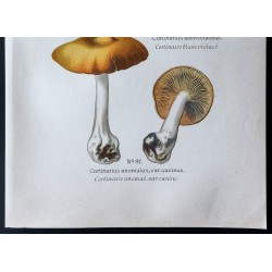 Gravure de 1891 - Champignons - Cortinaire abricot ... - 3