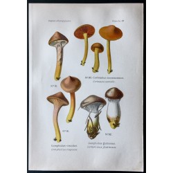 Gravure de 1891 - Champignons - Cortinaire glutineux ... - 1