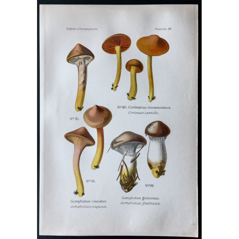 Gravure de 1891 - Champignons - Cortinaire glutineux ... - 1