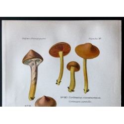 Gravure de 1891 - Champignons - Cortinaire glutineux ... - 2