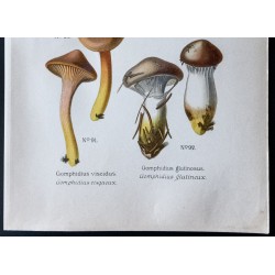 Gravure de 1891 - Champignons - Cortinaire glutineux ... - 3