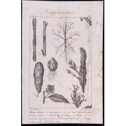 Gravure de 1840 - Planche de Botanique - 1