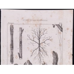 Gravure de 1840 - Planche de Botanique - 2