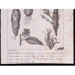 Gravure de 1840 - Planche de Botanique - 3