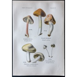 Gravure de 1891 - Champignons - Inocybé, hebelome ... - 1