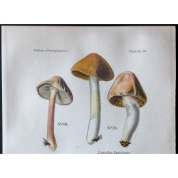Gravure de 1891 - Champignons - Inocybé, hebelome ... - 2
