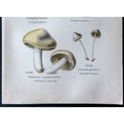 Gravure de 1891 - Champignons - Inocybé, hebelome ... - 3