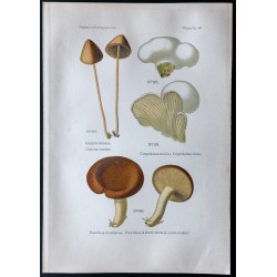 Gravure de 1891 - Champignons - Galera, Crepidotus, Paxillus ... - 1