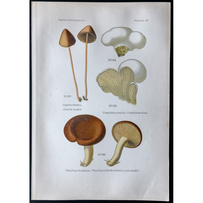 Gravure de 1891 - Champignons - Galera, Crepidotus, Paxillus ... - 1