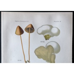 Gravure de 1891 - Champignons - Galera, Crepidotus, Paxillus ... - 2