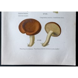 Gravure de 1891 - Champignons - Galera, Crepidotus, Paxillus ... - 3