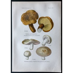 Gravure de 1891 - Champignons - Paxillus, Psalliote ... - 1