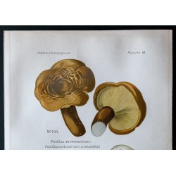 Gravure de 1891 - Champignons - Paxillus, Psalliote ... - 2