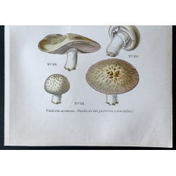 Gravure de 1891 - Champignons - Paxillus, Psalliote ... - 3