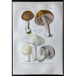 Gravure de 1891 - Champignons - Psalliote des forêts ... - 1