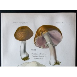 Gravure de 1891 - Champignons - Psalliote des forêts ... - 2