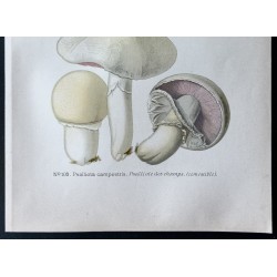 Gravure de 1891 - Champignons - Psalliote des forêts ... - 3