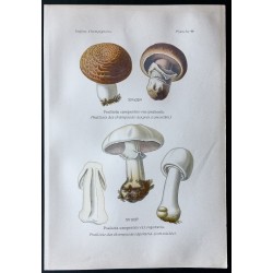 Gravure de 1891 - Champignons - Psalliote des champs ... - 1