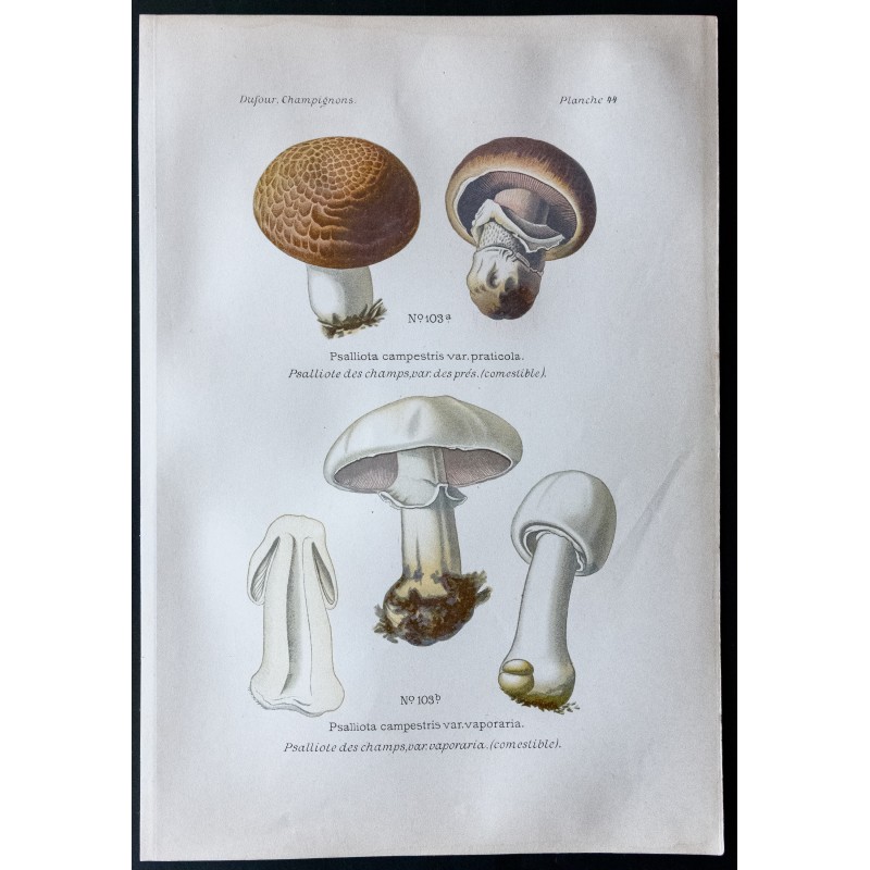 Gravure de 1891 - Champignons - Psalliote des champs ... - 1