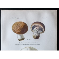 Gravure de 1891 - Champignons - Psalliote des champs ... - 2