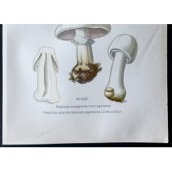 Gravure de 1891 - Champignons - Psalliote des champs ... - 3