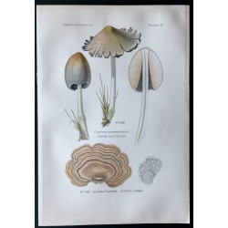 Gravure de 1891 - Champignons - Coprin noir d'encre, Lenzite ... - 1