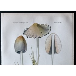 Gravure de 1891 - Champignons - Coprin noir d'encre, Lenzite ... - 2