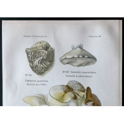 Gravure de 1891 - Champignons - Bédale, Tramete, Polypore ... - 2