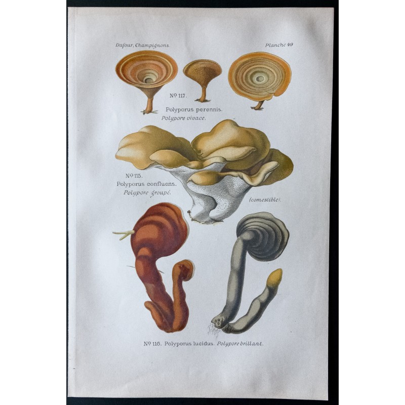 Gravure de 1891 - Champignons - Polypore groupé, brillant ... - 1