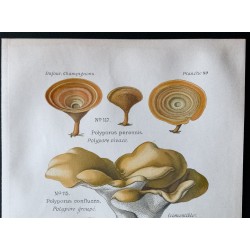 Gravure de 1891 - Champignons - Polypore groupé, brillant ... - 2